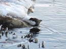 Koskikara_white-throated dipper 5 * ASCII * 800 x 599 * (593KB)